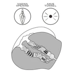 Guza za razvaljivanje od kurca i punjenje speromom LVTOY00653